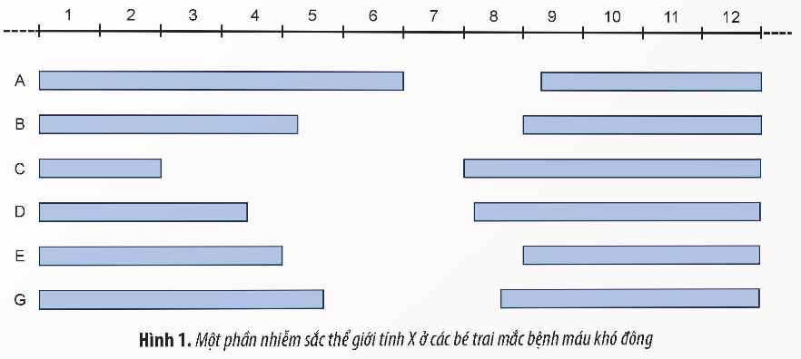 Giải Sinh học 12 (Chân trời sáng tạo) Ôn tập Chương 1 trang 68 (ảnh 1)