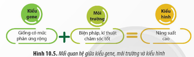 Giải Sinh học 12 Bài 10 (Chân trời sáng tạo): Mối quan hệ giữa kiểu gene – kiểu hình – môi trường (ảnh 1)