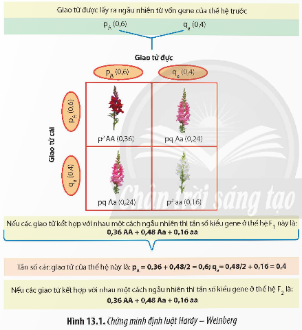 Giải Sinh học 12 Bài 13 (Chân trời sáng tạo): Di truyền quần thể (ảnh 1)