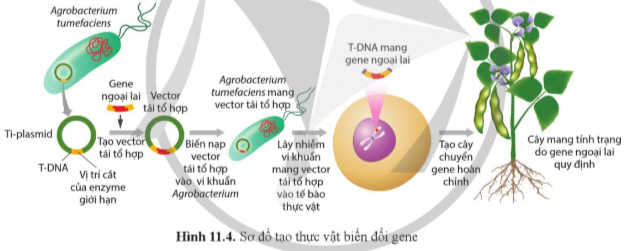 Giải Sinh học 12 Bài 11 (Cánh diều): Hệ gene, công nghệ gene và ứng dụng (ảnh 1)
