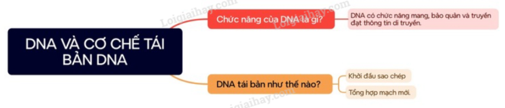 Lý thuyết Sinh học 12 Bài 1 (Kết nối tri thức): ADN và cơ chế tái bản ADN (ảnh 1)