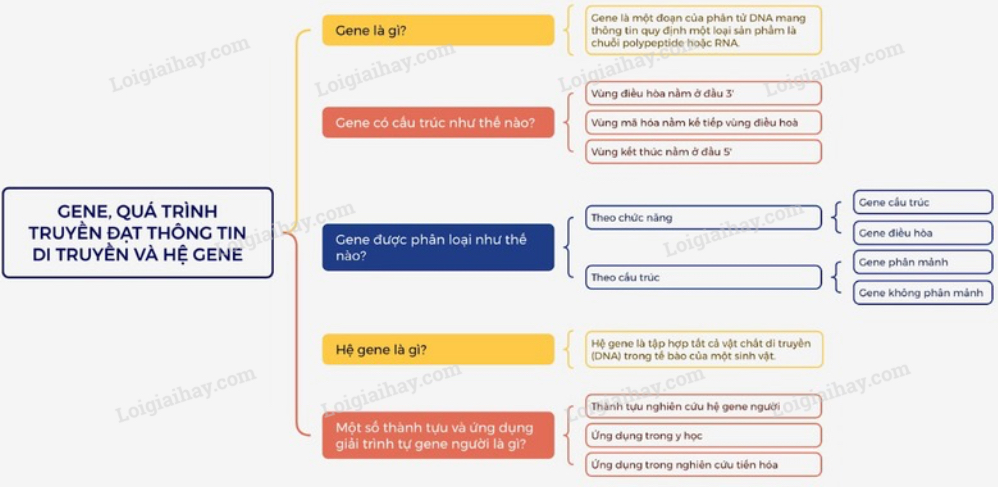 Lý thuyết Sinh học 12 Bài 2 (Kết nối tri thức): Gene, quá trình truyền đạt thông tin di truyền và hệ gene (ảnh 1)