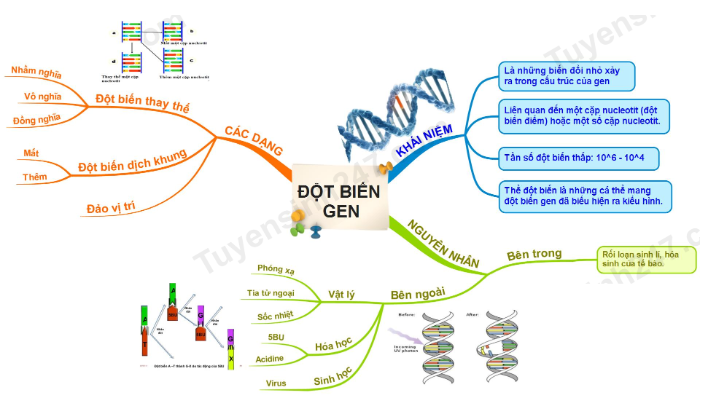 Lý thuyết Sinh học 12 Bài 4 (Kết nối tri thức): Đột biến gene (ảnh 1)