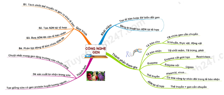 Lý thuyết Sinh học 12 Bài 5 (Kết nối tri thức): Công nghệ gene (ảnh 1)