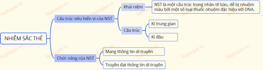 Lý thuyết Sinh học 12 Bài 6 (Kết nối tri thức): Cấu trúc và chức năng của nhiễm sắc thể (ảnh 1)