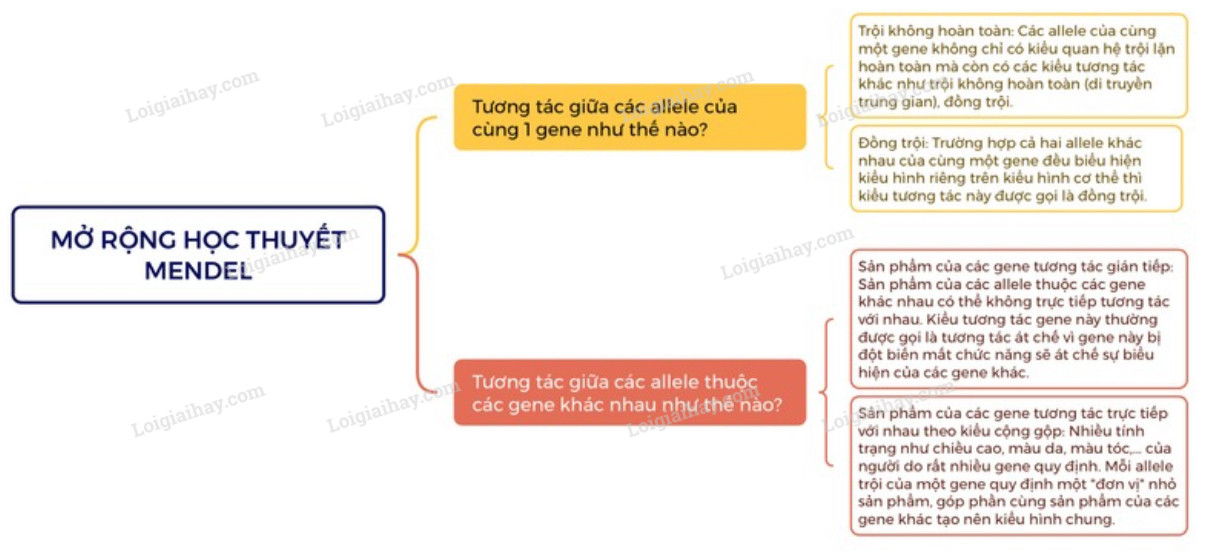 Lý thuyết Sinh học 12 Bài 9 (Kết nối tri thức): Mở rộng học thuyết Mendel (ảnh 1)