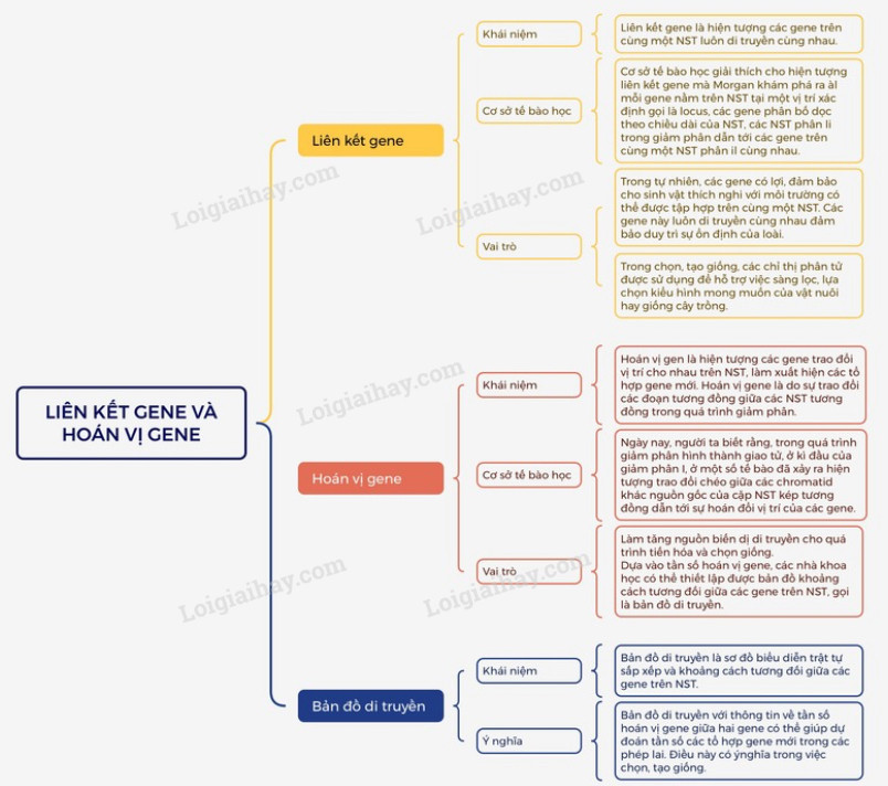 Lý thuyết Sinh học 12 Bài 11 (Kết nối tri thức): Liên kết gene và hoán vị gene (ảnh 1)