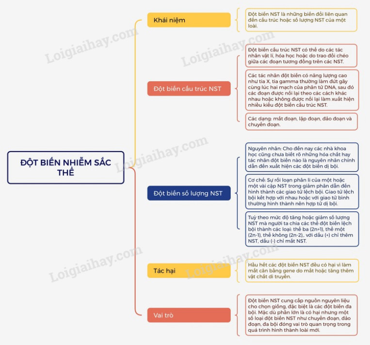 Lý thuyết Sinh học 12 Bài 12 (Kết nối tri thức): Đột biến nhiễm sắc thể (ảnh 1)