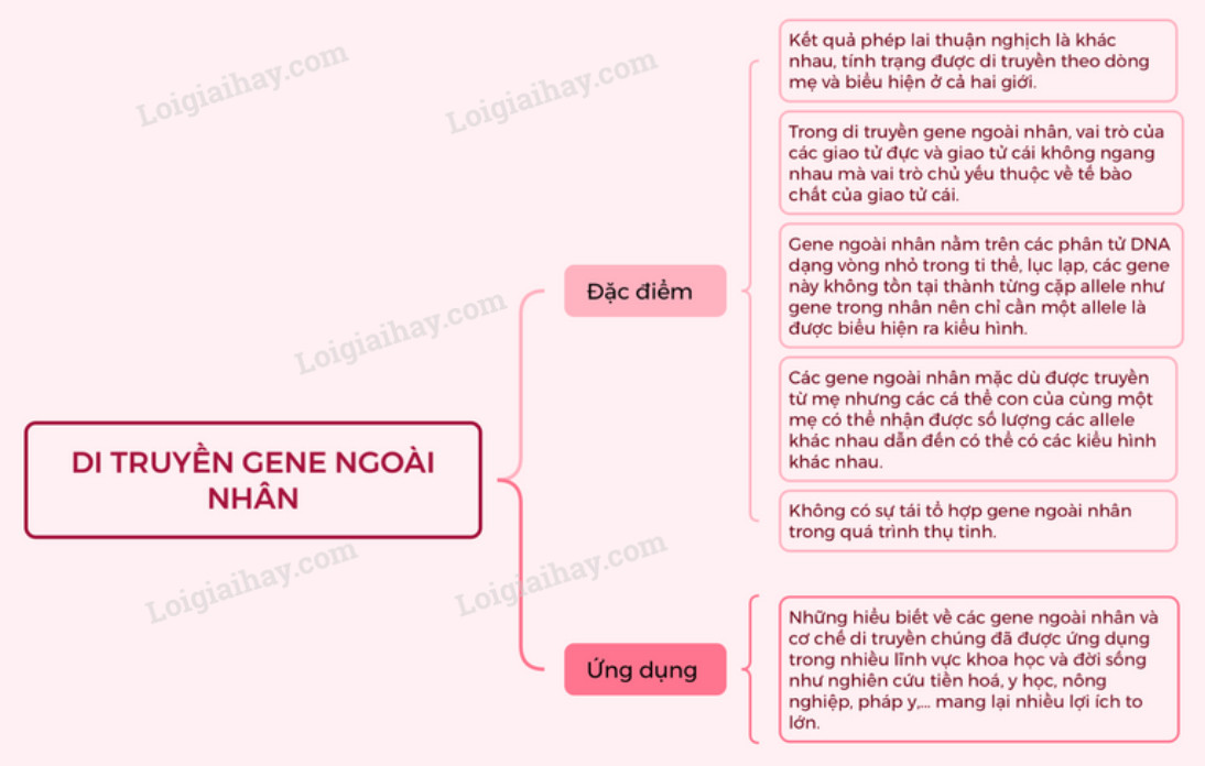 Lý thuyết Sinh học 12 Bài 15 (Kết nối tri thức): Di truyền gene ngoài nhân (ảnh 1)