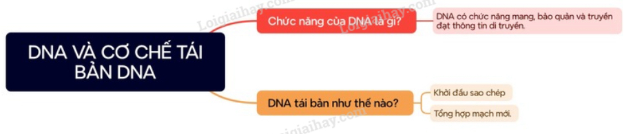 Lý thuyết Sinh học 12 Bài 1 (Cánh diều): Gene và sự tái bản DNA (ảnh 1)