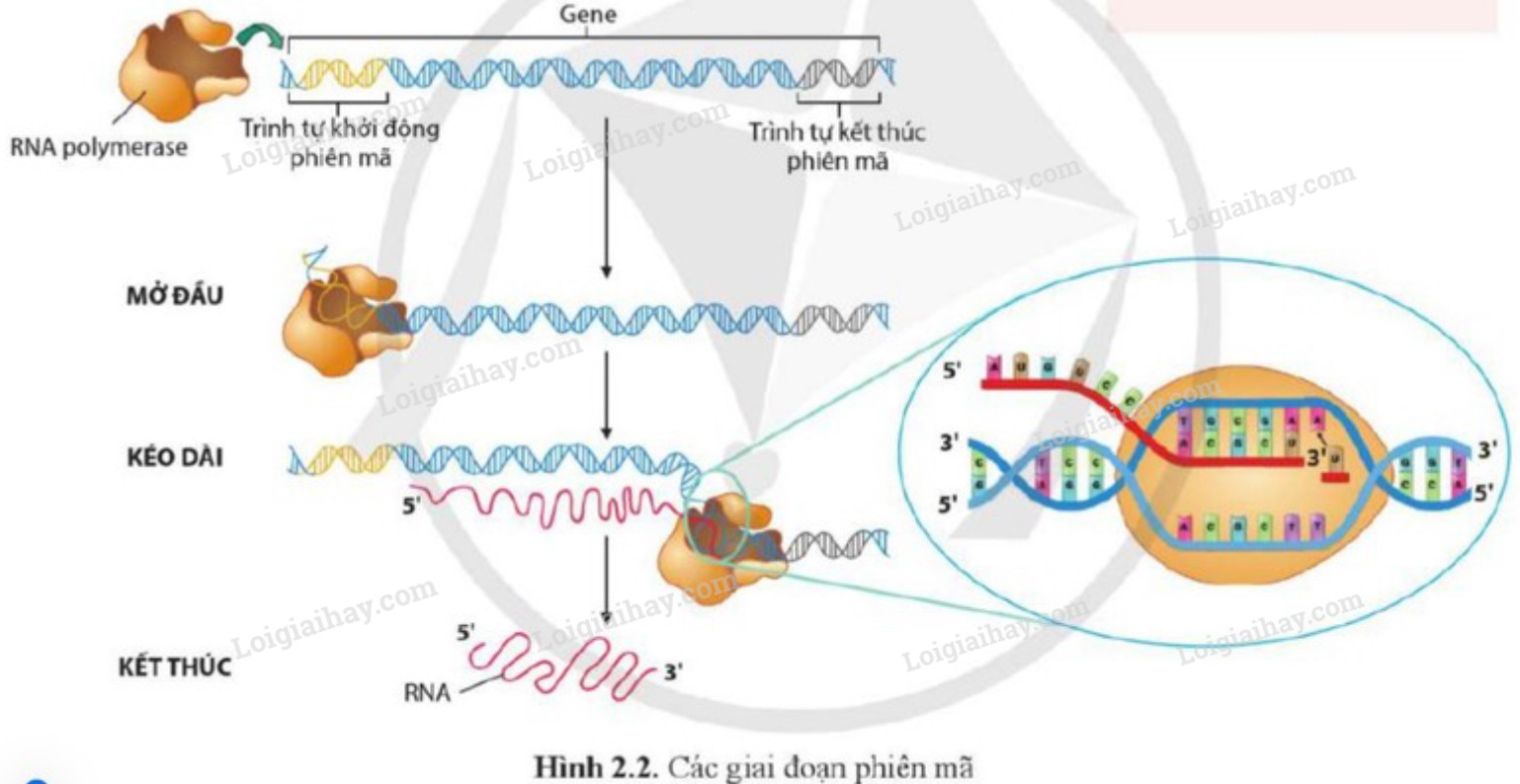 Lý thuyết Sinh học 12 Bài 2 (Cánh diều): Sự biểu hiện thông tin di truyền (ảnh 1)