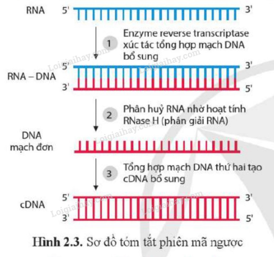 Lý thuyết Sinh học 12 Bài 2 (Cánh diều): Sự biểu hiện thông tin di truyền (ảnh 1)