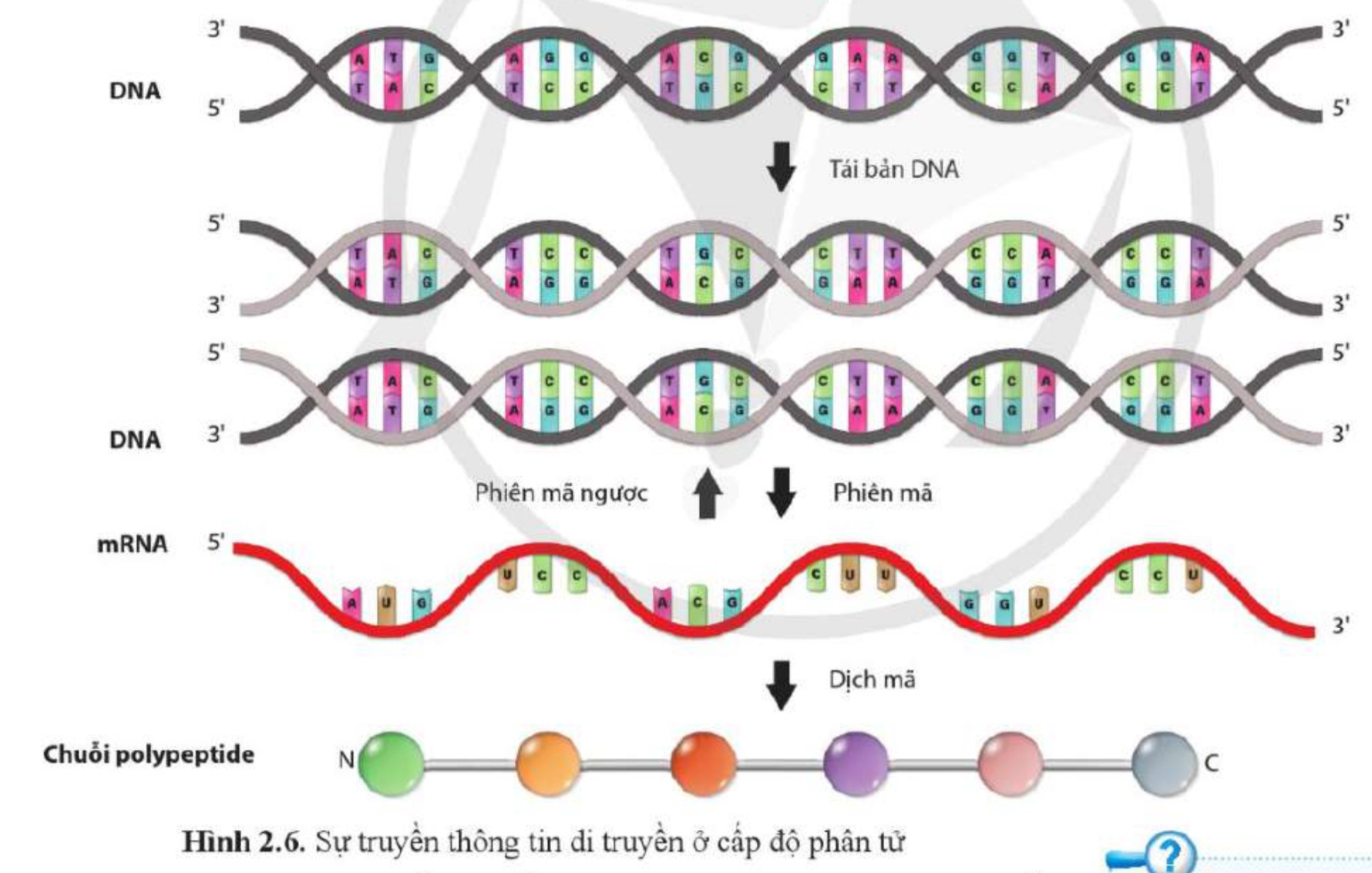 Lý thuyết Sinh học 12 Bài 2 (Cánh diều): Sự biểu hiện thông tin di truyền (ảnh 1)