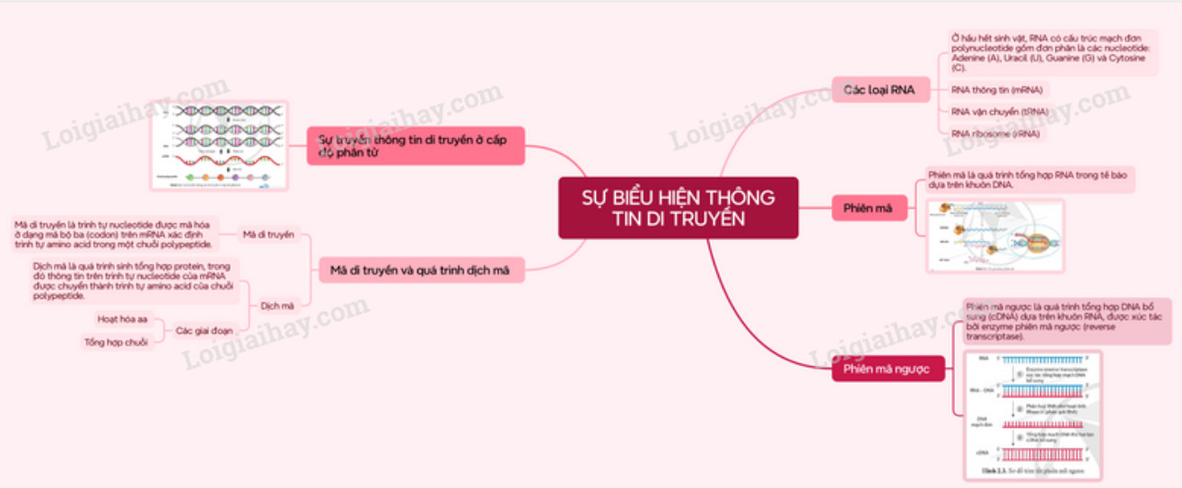 Lý thuyết Sinh học 12 Bài 2 (Cánh diều): Sự biểu hiện thông tin di truyền (ảnh 1)