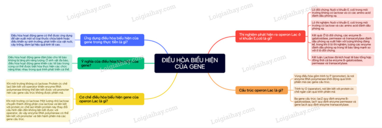 Lý thuyết Sinh học 12 Bài 3 (Cánh diều): Điều hòa biểu hiện gene (ảnh 1)