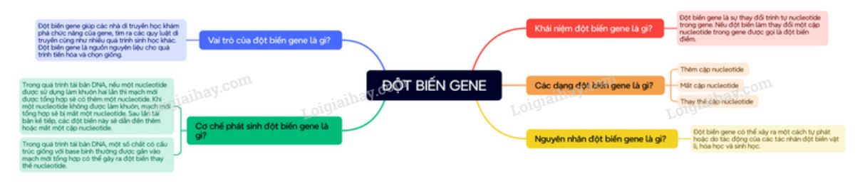 Lý thuyết Sinh học 12 Bài 4 (Cánh diều): Đột biến gene (ảnh 1)