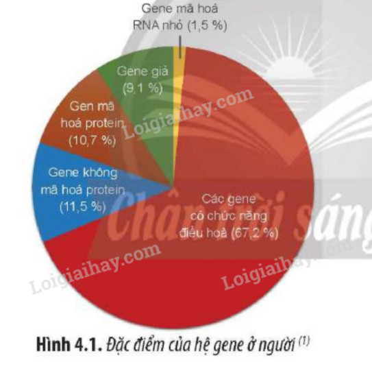 Lý thuyết Sinh học 12 Bài 11 (Cánh diều): Hệ gene, công nghệ gene và ứng dụng (ảnh 1)