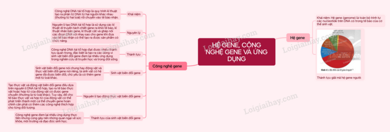 Lý thuyết Sinh học 12 Bài 11 (Cánh diều): Hệ gene, công nghệ gene và ứng dụng (ảnh 1)