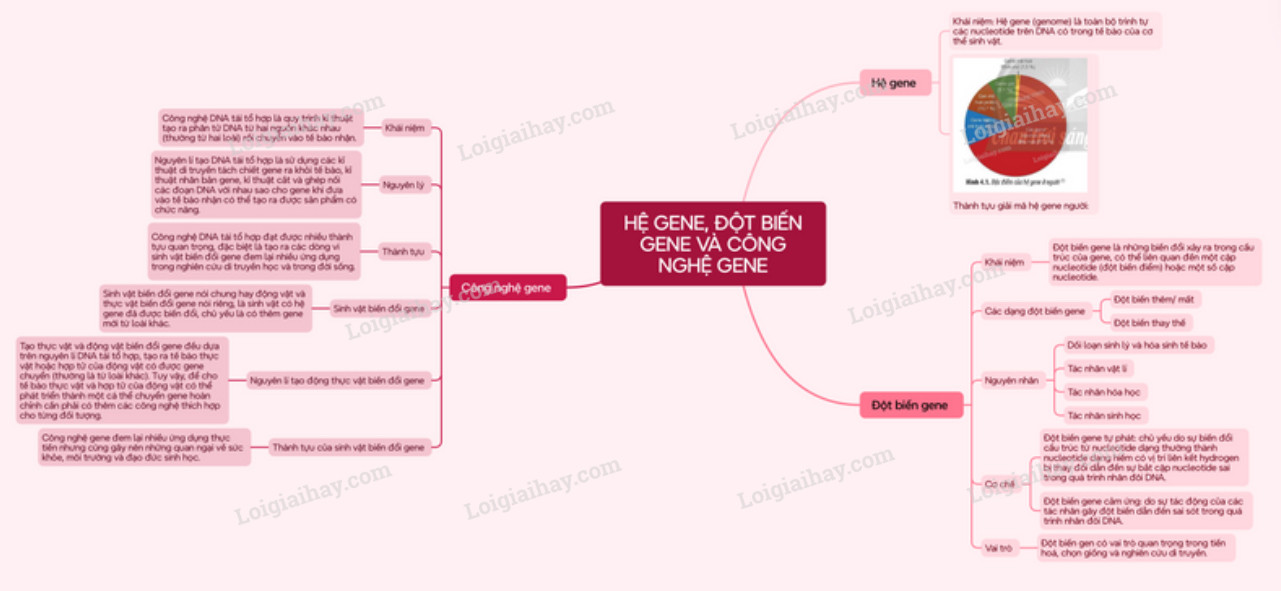 Lý thuyết Sinh học 12 Bài 4 (Chân trời sáng tạo): Hệ gene, đột biến gene và công nghệ gene (ảnh 1)