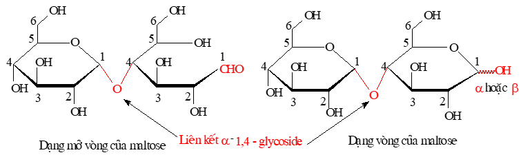 Saccharose và maltose | Chuyên đề dạy thêm Hoá học 12 (chương trình mới) (ảnh 1)