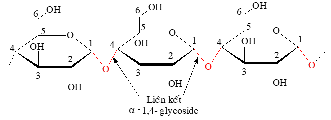 Tinh bột và cellulose | Chuyên đề dạy thêm Hoá học 12 (chương trình mới) (ảnh 1)