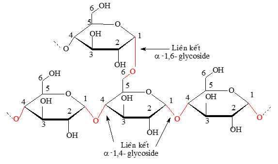 Tinh bột và cellulose | Chuyên đề dạy thêm Hoá học 12 (chương trình mới) (ảnh 1)