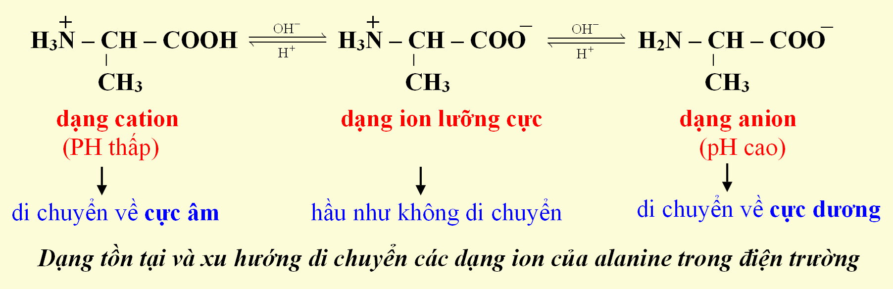 Amino acid | Chuyên đề dạy thêm Hoá học 12 (chương trình mới) (ảnh 1)