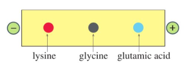 Amino acid | Chuyên đề dạy thêm Hoá học 12 (chương trình mới) (ảnh 1)