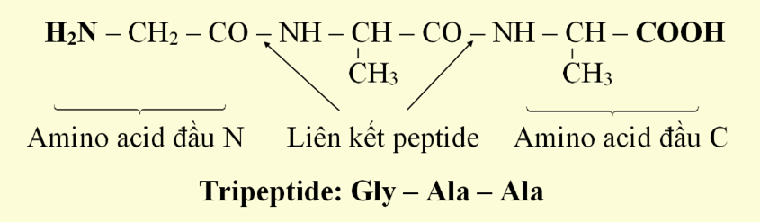 Peptide - Protein và Enzyme | Chuyên đề dạy thêm Hoá học 12 (chương trình mới) (ảnh 1)