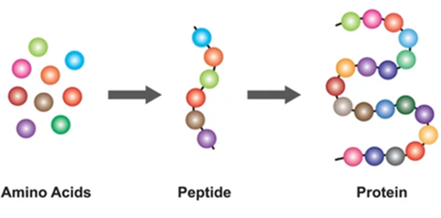 Peptide - Protein và Enzyme | Chuyên đề dạy thêm Hoá học 12 (chương trình mới) (ảnh 1)