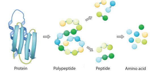 Peptide - Protein và Enzyme | Chuyên đề dạy thêm Hoá học 12 (chương trình mới) (ảnh 1)