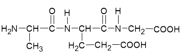 Peptide - Protein và Enzyme | Chuyên đề dạy thêm Hoá học 12 (chương trình mới) (ảnh 1)