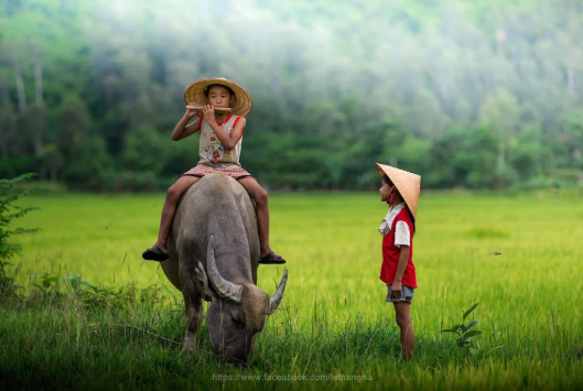 TOP 10 mẫu Phân tích bài thơ Miền quê của Nguyễn Khoa Điềm (2025) SIÊU HAY (ảnh 1)