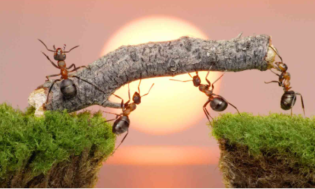 Đọc hiểu Vết nứt và con kiến (có đáp án) (ảnh 1)