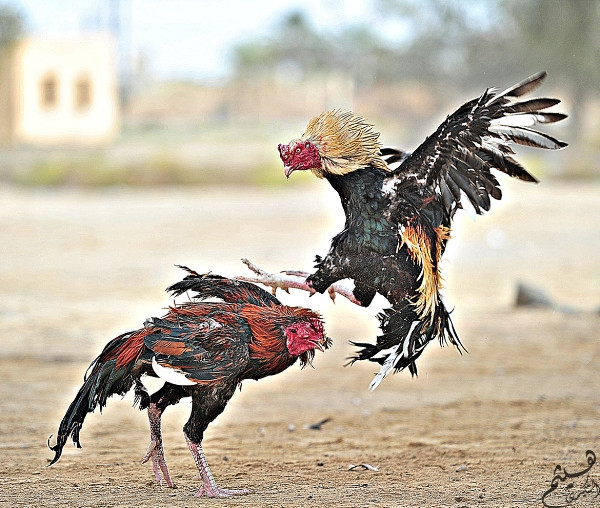 Đọc hiểu Đá gà cái thú giải khuây (thông lệ hàng năm) có đáp án (ảnh 1)