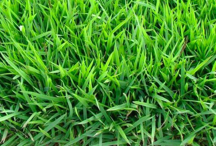 TOP 10 mẫu Ph&acirc;n t&iacute;ch b&agrave;i thơ Nghe cỏ của Trương Minh Phố (2025) SI&Ecirc;U HAY (ảnh 1)