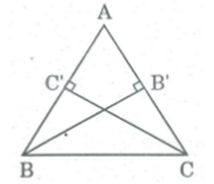 Cho tam giác ABC.  Tính tỉ số đường cao BB’, CC’ xuất phát từ đỉnh B, C (ảnh 1)