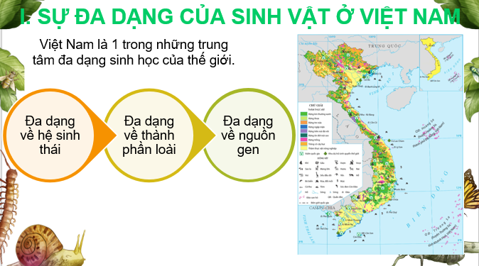 Giáo án điện tử Bài 10: Đặc điểm chung của sinh vật và vấn để bảo tồn đa dạng sinh học ở Việt Nam | Bài giảng PPT Địa lí 8 Cánh diều (ảnh 1)