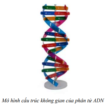 Lý thuyết Sinh học 9 Bài 20: Thực hành: quan sát và lắp mô hình ADN (ảnh 1)
