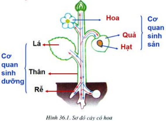 Hãy điền nội dung phù hợp vào bảng 65.1 (ảnh 1)