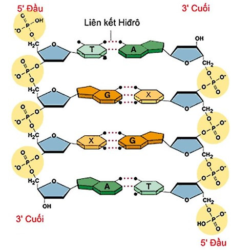 Nêu đặc điểm cấu tạo hoá học của ADN (ảnh 1)