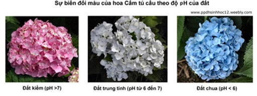 Mức phản ứng là gì (ảnh 1)