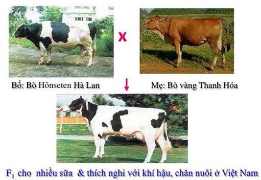 Lai kinh tế là gì (ảnh 1)