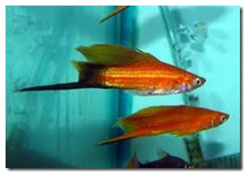 Cho hai giống cá kiếm mắt đen thuần chủng và mắt đỏ (ảnh 1)