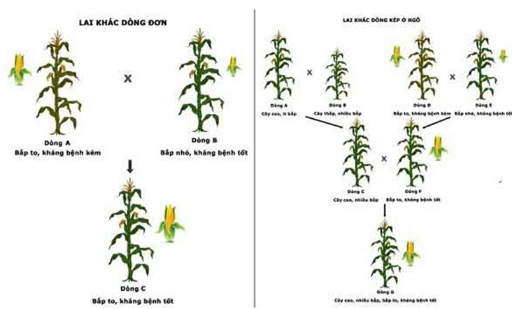 Trong chọn giống cây trồng, người ta đã dùng phương pháp (ảnh 1)