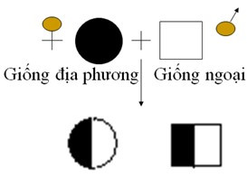 Lai kinh tế là gì? Ở nước ta, lai kinh tế được thực hiện (ảnh 1)