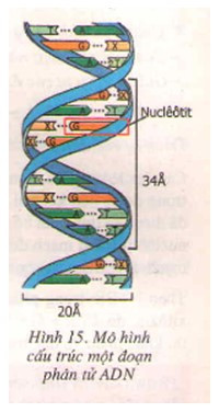 Sinh học 9 Bài 20: Thực hành: Quan sát và lắp mô hình ADN  (ảnh 1)