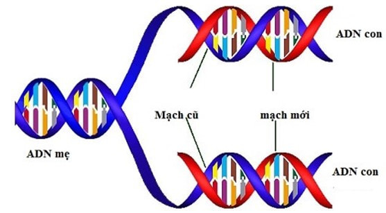 Mô tả sơ lược quá trình tự nhân đôi ADN (ảnh 1)