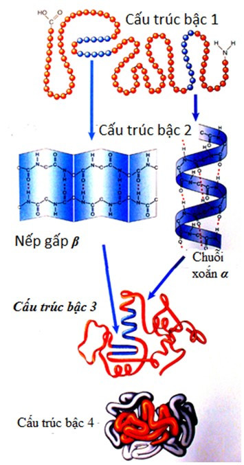 Tính đặc trưng của protein được thể hiện thông qua (ảnh 1)
