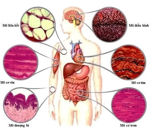 Hãy điền nội dung phù hợp vào bảng 65.2 (ảnh 1)